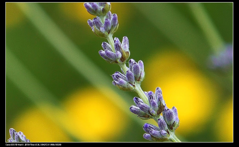 IMAGE: http://lh5.ggpht.com/_cYmfRMewE4Q/Sj7BMbE5gFI/AAAAAAAALmY/L89lZRdZak8/s800/IMG_3013%20100%25%20crop.jpg