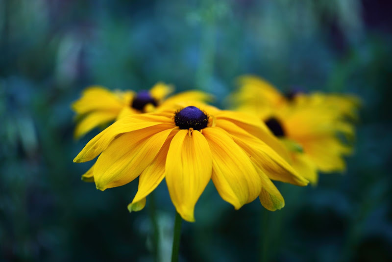 IMAGE: http://lh5.ggpht.com/_cYmfRMewE4Q/Sm7tsalRgcI/AAAAAAAAMm8/UDXChHj88Jg/s800/IMG_4095.JPG