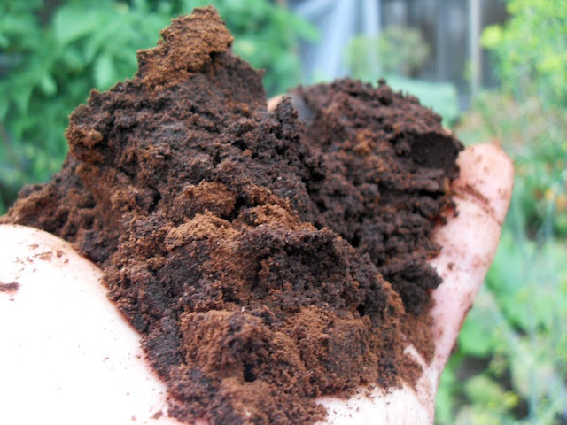 holding a pile of used coffee grounds