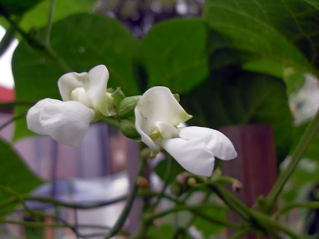 A bean in flower