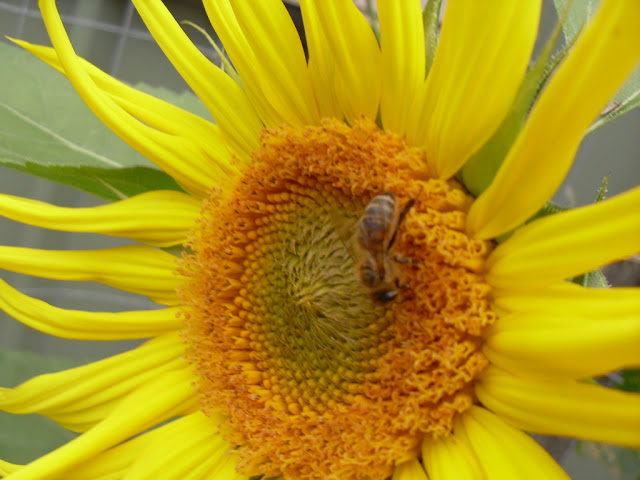 sunflower with a bee