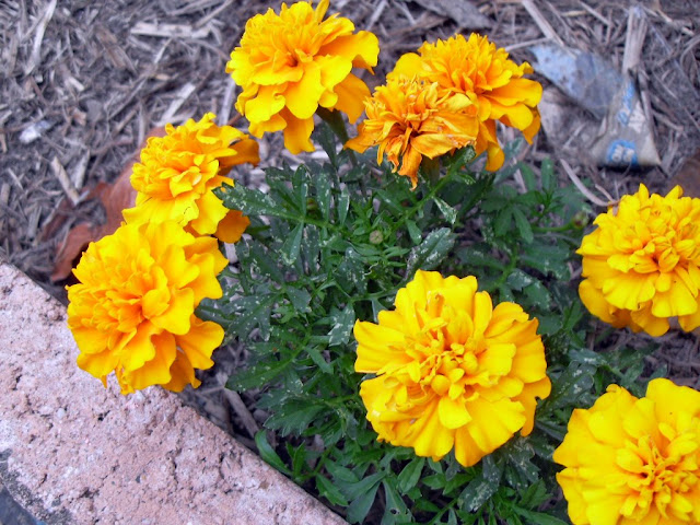 A Marigold in Flower