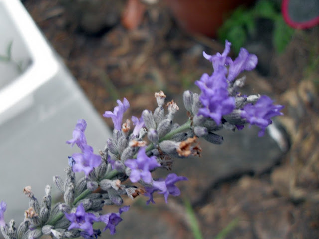 lavender growing in coffee compost