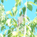 Eastern Wood-Pewee