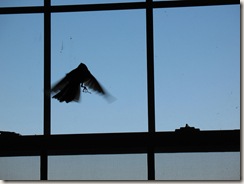birdwindow
