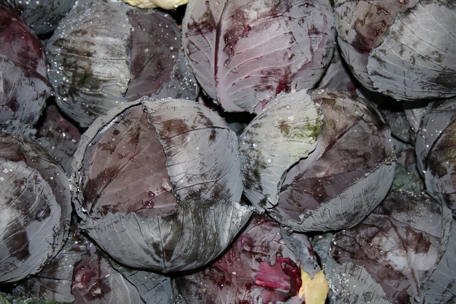 Beautiful Cabbage