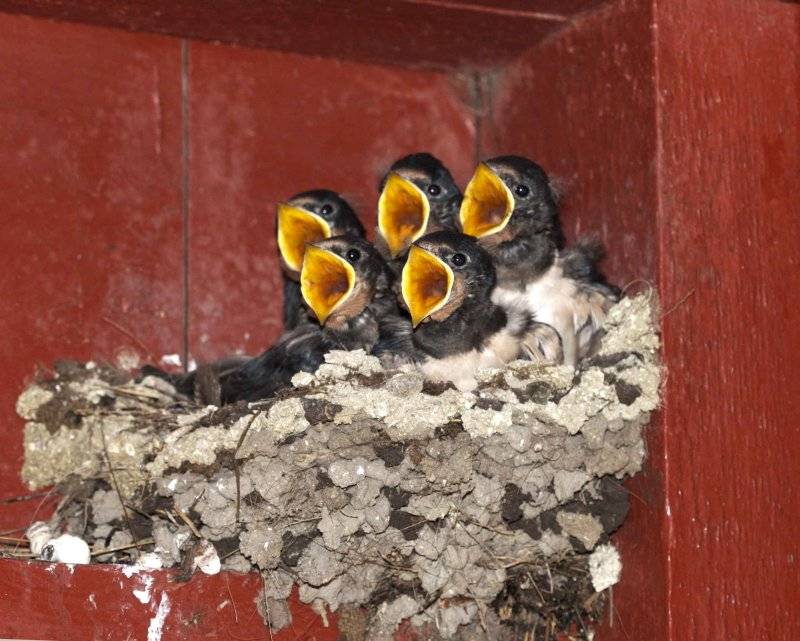 Wire Tailed Swallow - ತಂತಿ ಬಾಲದ ಅಂಬರ ಗುಬ್ಬಿಯ ಗೂಡು ಹಾಗೂ ಪುಟ್ಟ ಮರಿಗಳು.