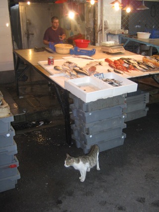 chania market fish counter and cat