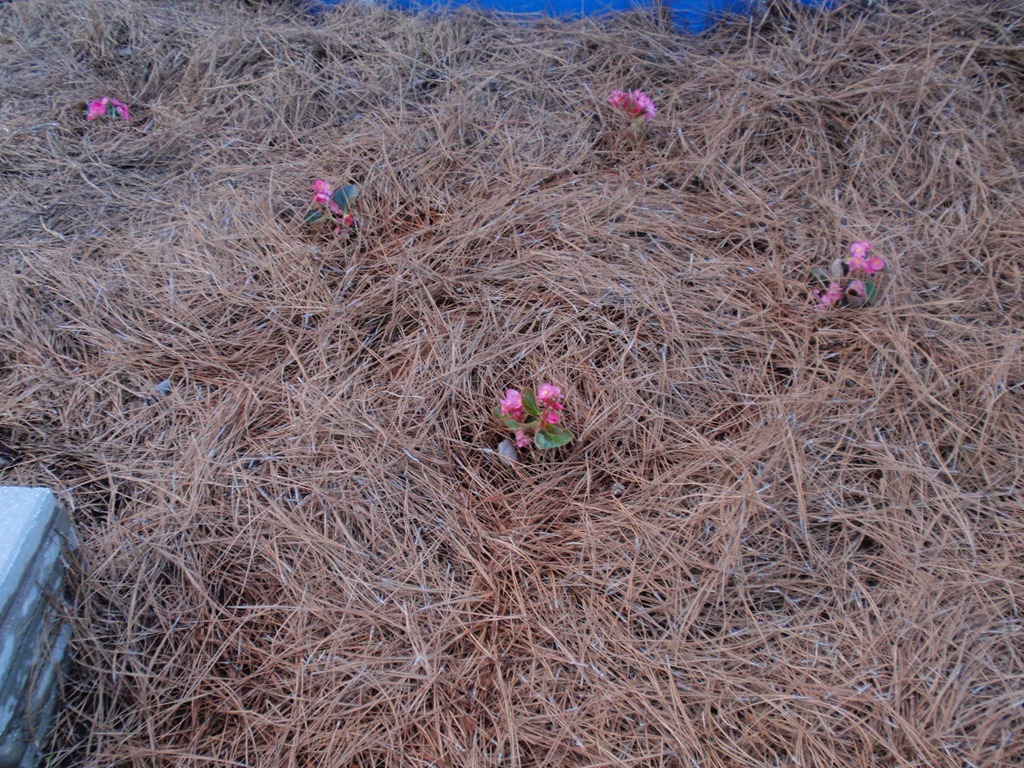 [plants around pool[5].jpg]