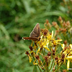DSC_2706.JPG