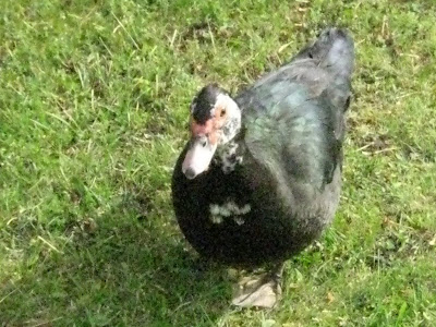 bird