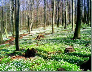 B&oslash;keskogen_7_mai 004
