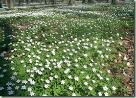 B&oslash;keskogen_7_mai 019