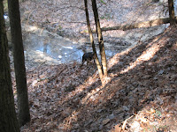 Winter Hike; Cantwell Cliffs State Park, near Logan, OH