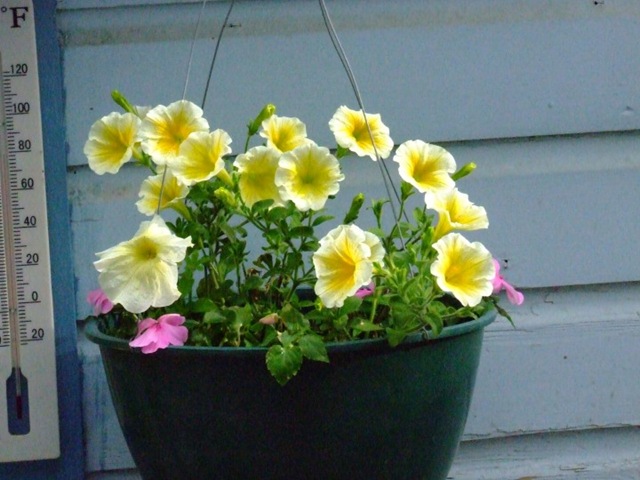 [petunias[2].jpg]