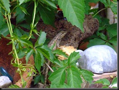 lizard