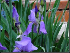 iris