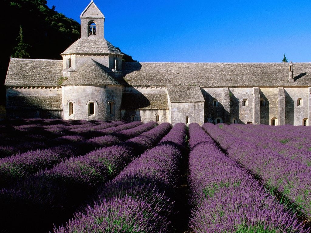 [Lavender Field_ Abbey of Senanque_ Near Gordes_ Provence_ France[3].jpg]