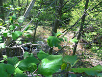 Sunol Regional Wilderness Hike 008.JPG Photo