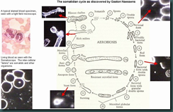 somatidcycle2 somatidcycle2