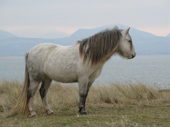 llandwyn pony 1