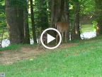 clinic, shay, deer fawns 013.MOV