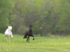Shay and MCloud running together-2.jpg