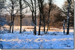 sneeuwlandschap 'De Bunt' park Hoge Veluwe