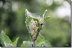 spinselmot op de Bult Wekerom