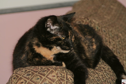 feline