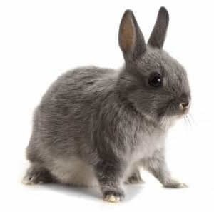 [rabbit[5].jpg]