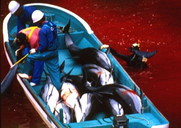 Taiji Dolphin Killing 2