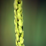 Photos Macro