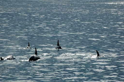 Dauphins - Baie de Saint-Paul - La Réunion