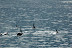 Virée sur le Hnoss - La Réunion - Mai 2009 - dauphins Virée sur le Hnoss - La Réunion - Mai 2009 - dauphins