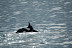 Virée sur le Hnoss - La Réunion - Mai 2009 - dauphins Virée sur le Hnoss - La Réunion - Mai 2009 - dauphins