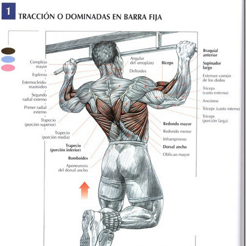 Musculación: Tracción o dominadas en barra fija