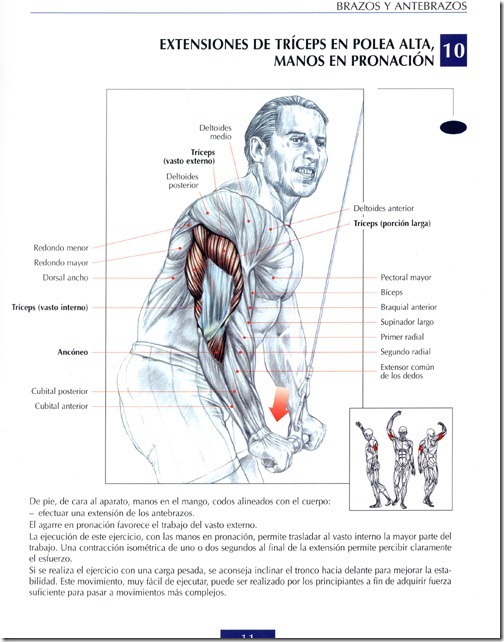 extensiones-de-triceps-en-polea-altamanos-en-pronacion