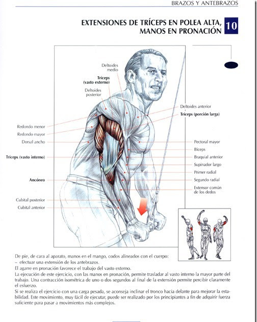 Lista 100+ Foto Extensiones De Tríceps A Una Mano Polea Baja Cena Hermosa