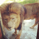 African Lion