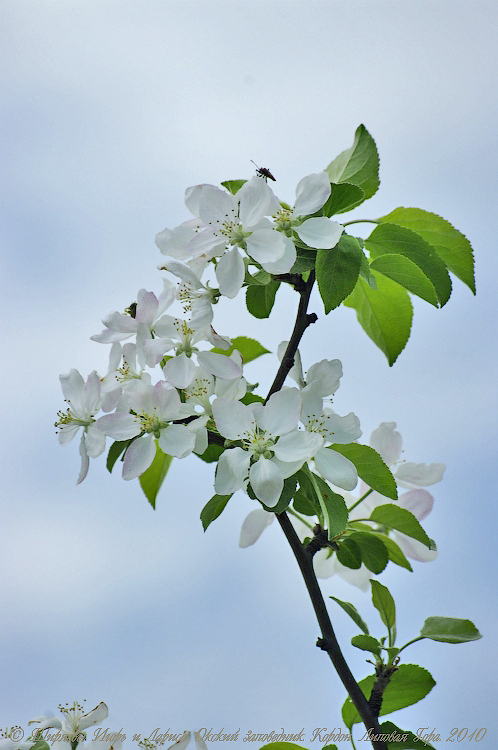 Кордон «Липовая Гора» 