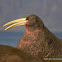 Walrus