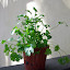 Coriander 'Cilantro'