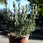 French Lavender 'Spanish'