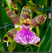 orquideas-raras-296x300