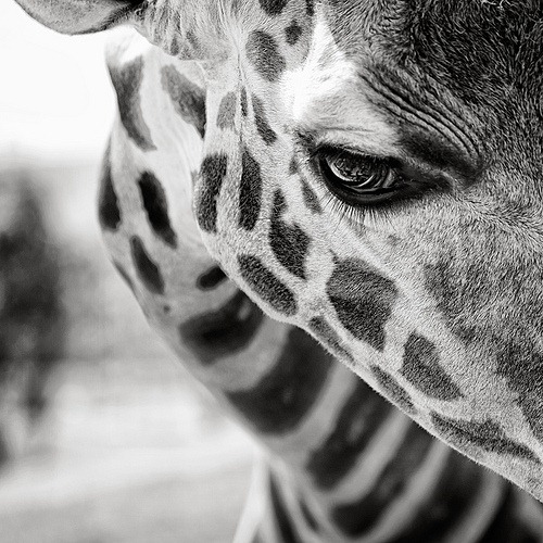 bw-eyelashes-animal