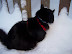 Playing in the Snow