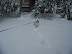 Shopper Stopper - Blizzard of '09