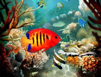 Tropical Fish 3D Screensaver FULL