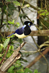 Iguazu Falls Slideshow slideshow